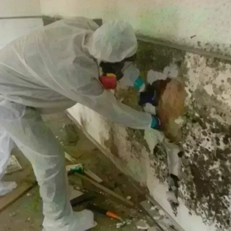 Mold Remediation and Removal in Mount Vernon, VA